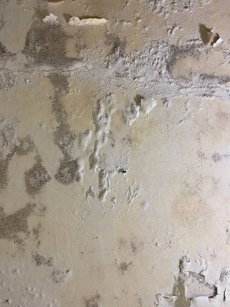 Best Best Mold Removal Companies  in El Rancho, NM