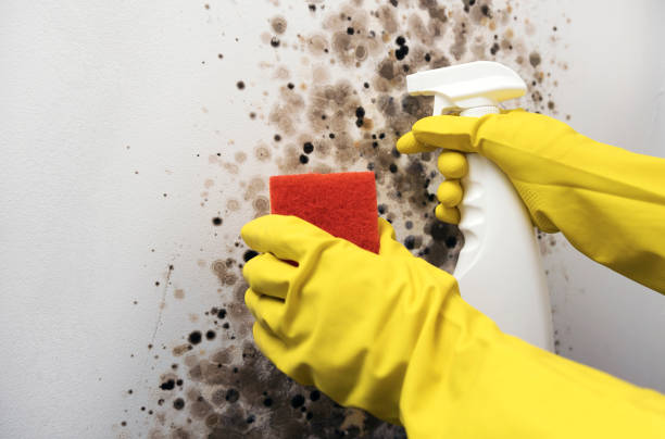 Best Mold Testing and Removal  in El Rancho, NM