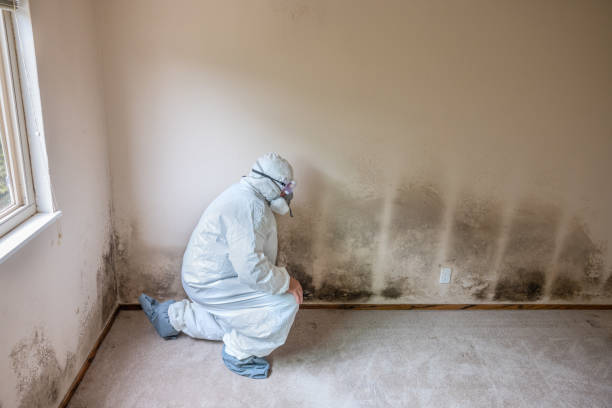 Best Crawl Space Mold Removal  in El Rancho, NM