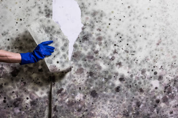 Best Certified Mold Removal  in El Rancho, NM
