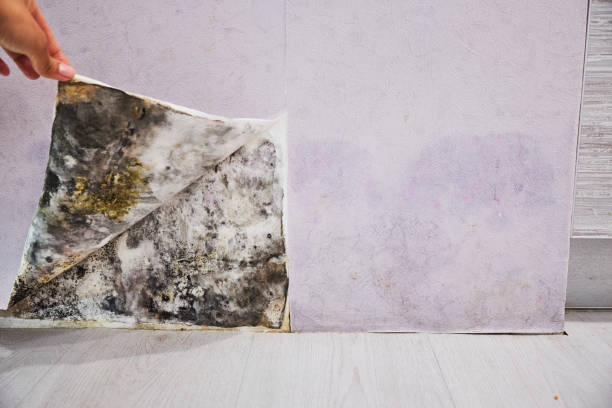 Best Fast Mold Removal  in El Rancho, NM